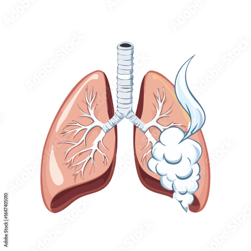 Detailed anatomical illustration of human lungs, showcasing the respiratory system and its functions.