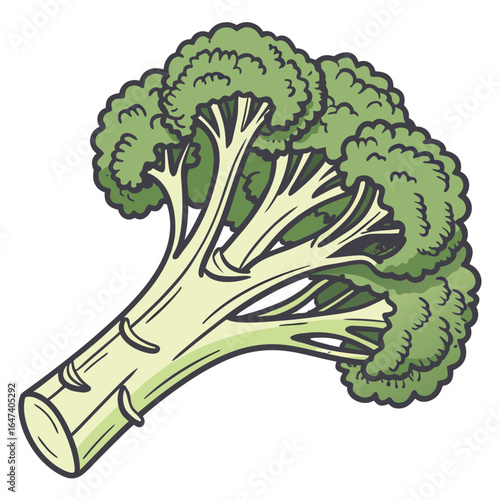 Fresh broccoli isolated on white background