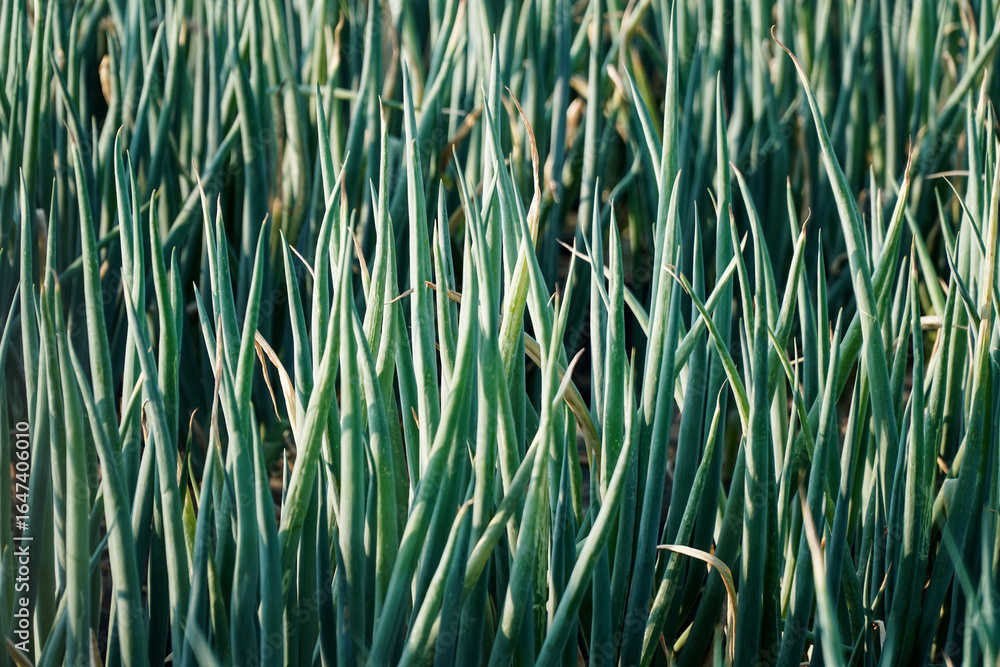 Obraz premium A textured close-up of a lush field of young green onions, their slender stalks creating a dense, vibrant pattern of vertical lines. Represents freshness and agricultural growth.