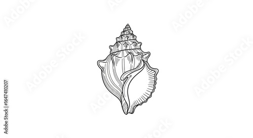 elegant seashell line art perfect for coastal designs summer branding and nauticalthemed projects