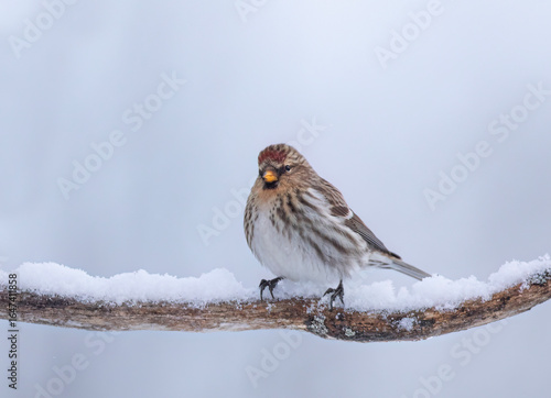 Common Redpoll perched on a branch in winter in Algonquin Park, Canada