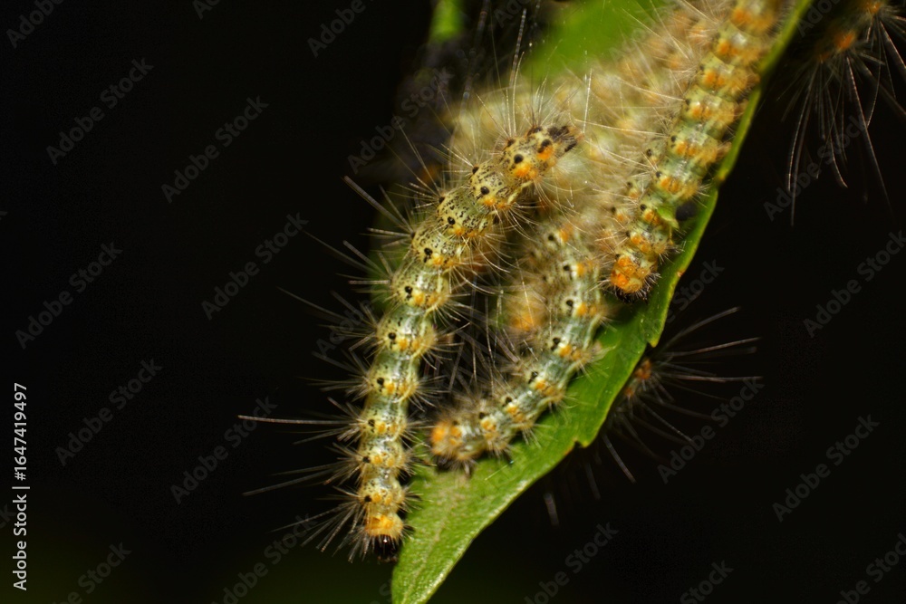 Naklejka premium Colony of Tent Caterpillars on Leaf