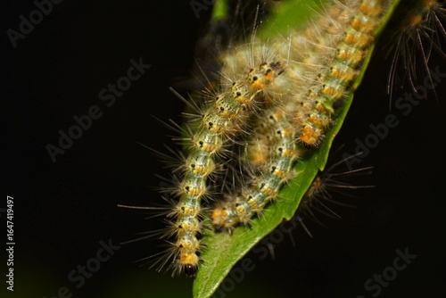 Colony of Tent Caterpillars on Leaf