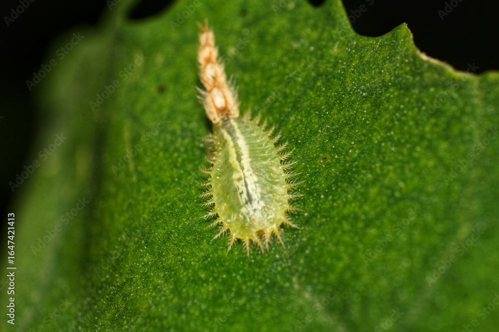 Naklejka premium Spiky Green Caterpillar on Leaf Macro