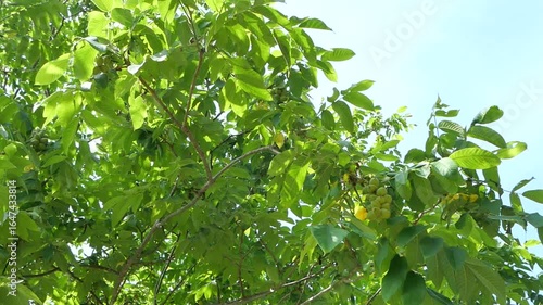 緑色の実をつけたオニグルミの木　スローモーション