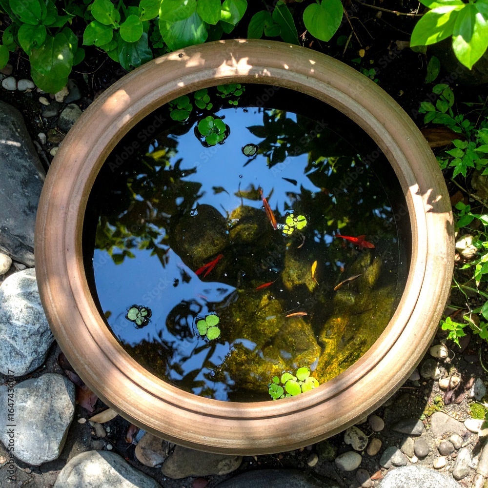 Obraz premium 涼し気な睡蓮鉢