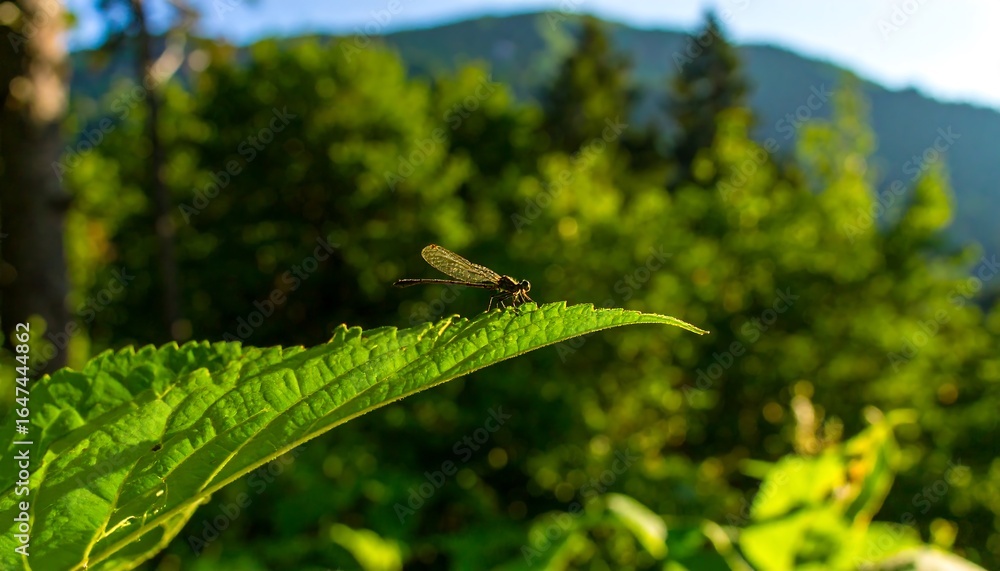 Fototapeta premium Dragonfly perched on a leaf in a forest