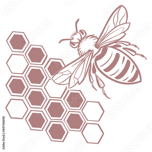 Vector art of detailed illustration of a bee flying near a honeycomb structure, isolated on a white background, symbolizing nature and sweetness
