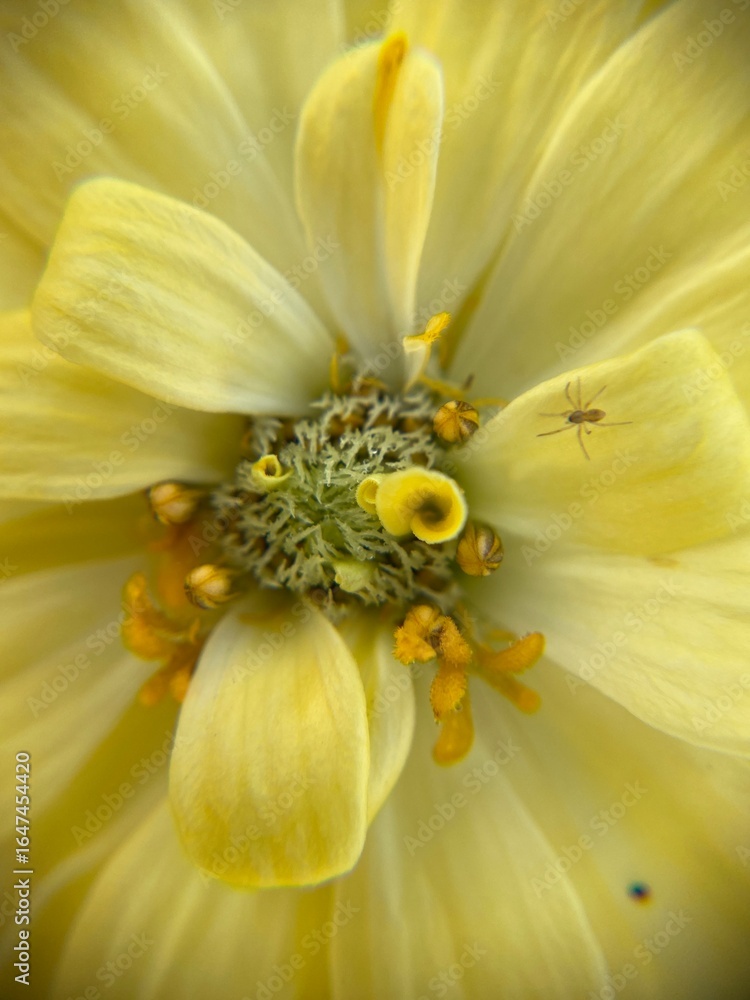 Obraz premium Macro close-up of Zinnia elegans flower in pale yellow, revealing detailed petals, central disc florets, and pollen textures.