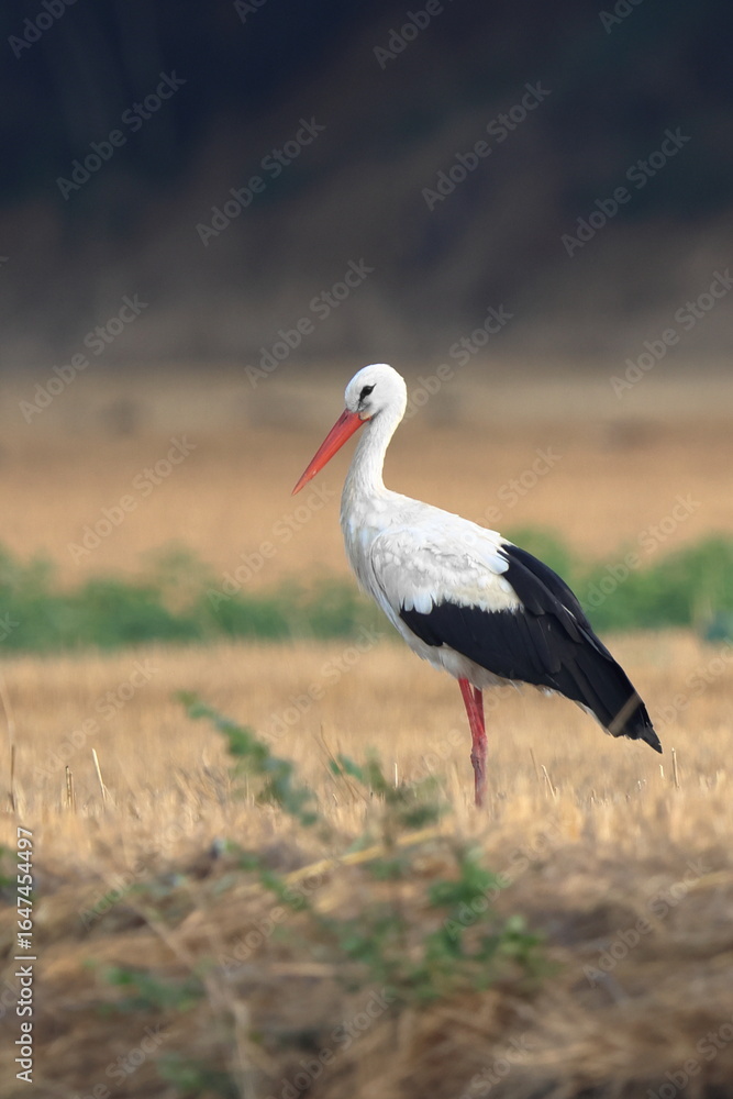 Naklejka premium solitario