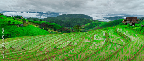 Rice Field Terrace in Pa Bong Piang, Chiang Mai, Thailand