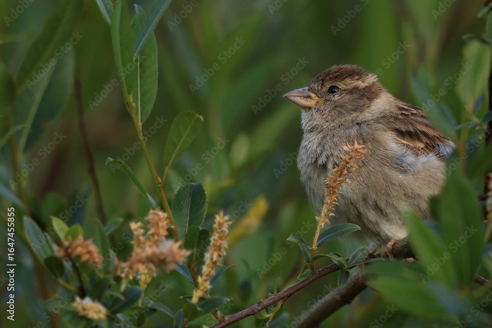 Fototapeta premium Moineau domestique sur sa branche 