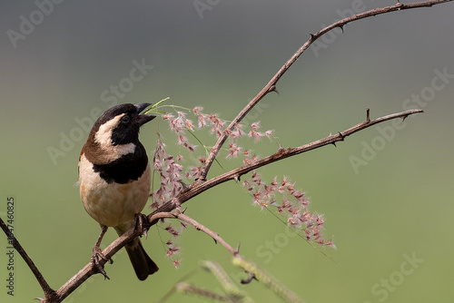 Cape Sparrow collecting building material