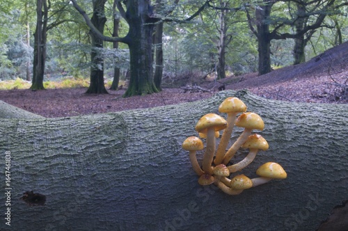 Golden Pholiota (Pholiota aurivella), Tinner Loh, Emsland, Lower Saxony, Germany, Europe