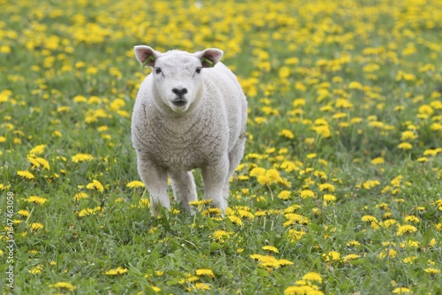Lamb (Ovis orientalis aries) standing in dandelion meadow, Texel, The Netherlands