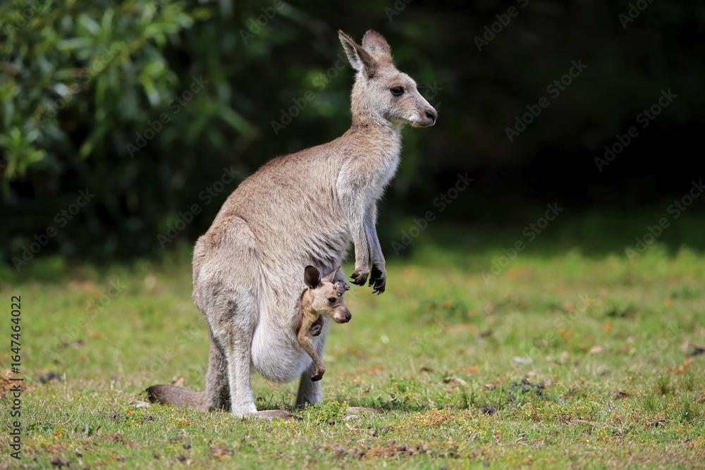 Eastern grey kangaroo (Macropus giganteus), dam with young in a bag in a green meadow, Merry Beach, New South Wales, Australia Eastern grey kangaroo (Macropus giganteus), dam with young in a bag in a green meadow, Merry Beach, New South Wales, Australia