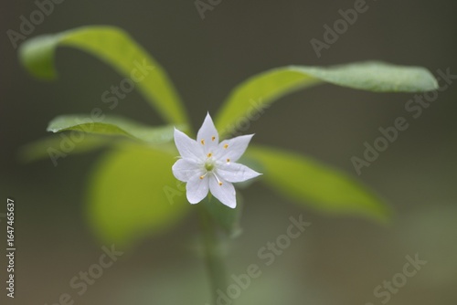 Chickweed wintergreen (Trientalis europaea), Emsland, Lower Saxony, Germany