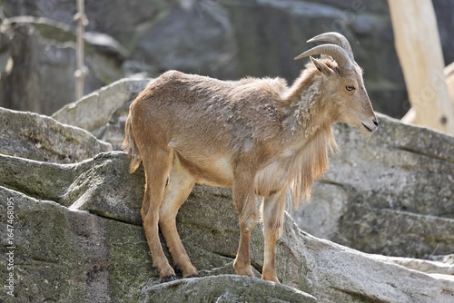 Barbary Sheep (Ammotragus lervia), Schoenbrunn Zoo, Vienna, Austria, Europe