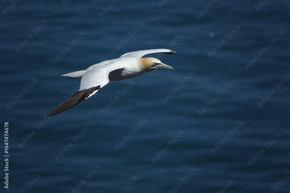 the beautiful northern gannet (Morus bassanus) the beautiful northern gannet (Morus bassanus)