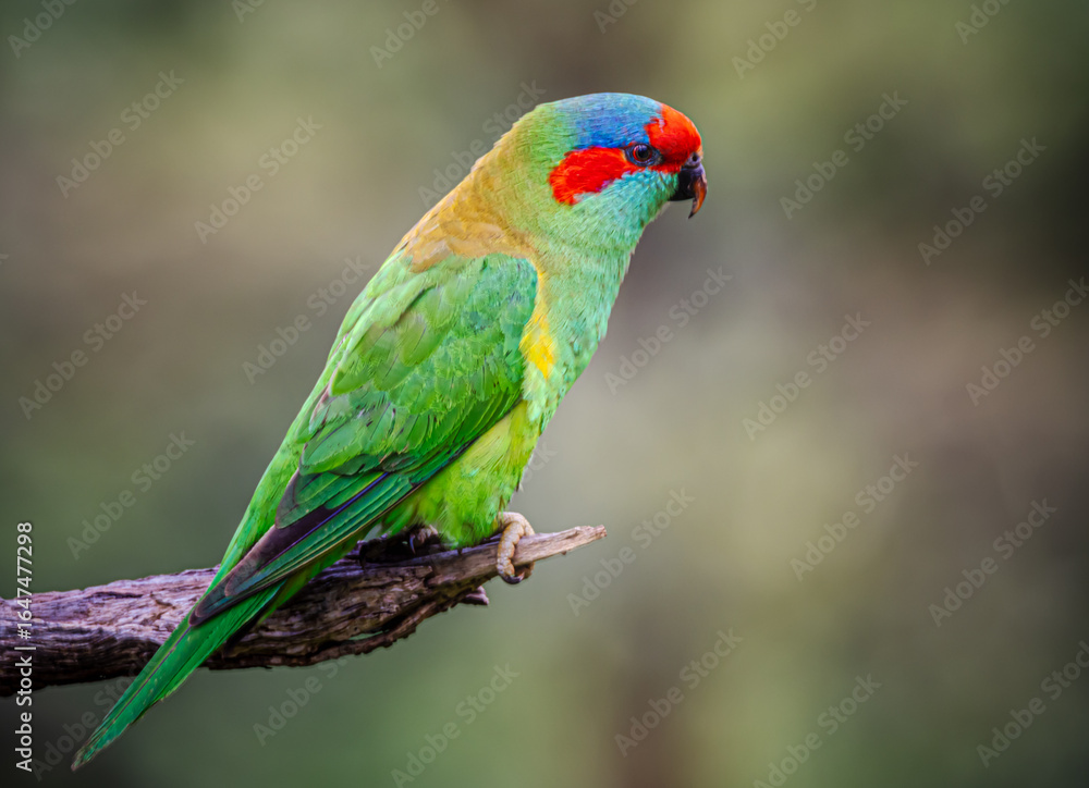Naklejka premium musk lorikeet