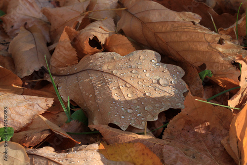 A withered fallen oak leaf in raindrops lies on the ground in autumn