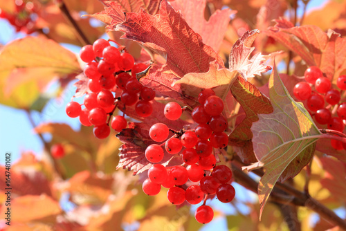 Appetizing red viburnum berries on a branch