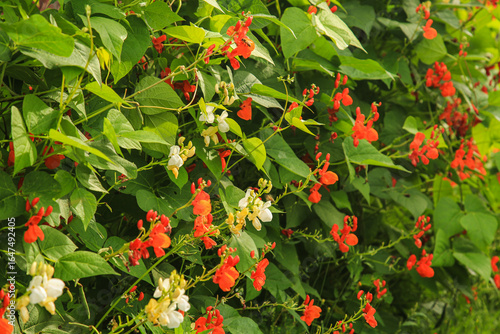 Schilderij op canvas fire red beans , Turkish beans , climbing beans bloom
