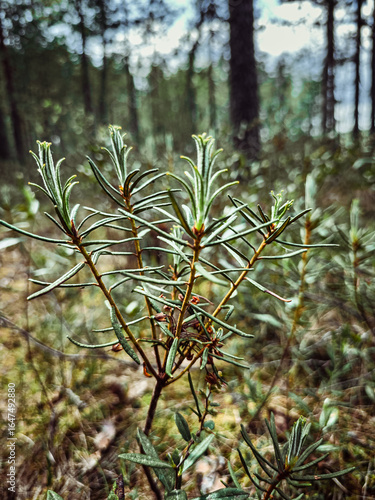 green grass in the forest