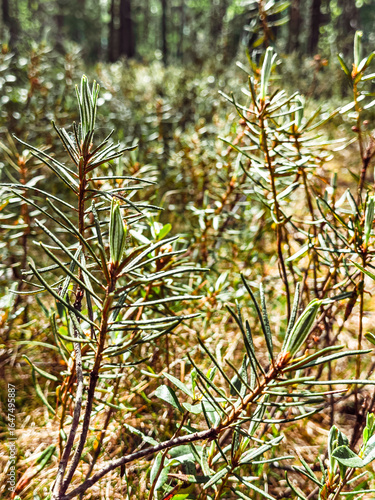 Bouquet of marsh rosemary in hand against a forest background (Rhododendron Tomentosum). Labrador tea, ledum, wild rosemary, composition of wild forest plants close up. Photo.