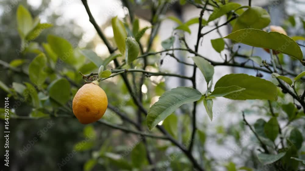 custom made wallpaper toronto digitalRipe lemon and green leaves swaying gently on a backyard tree, ideal for fresh food and farm-to-table content.