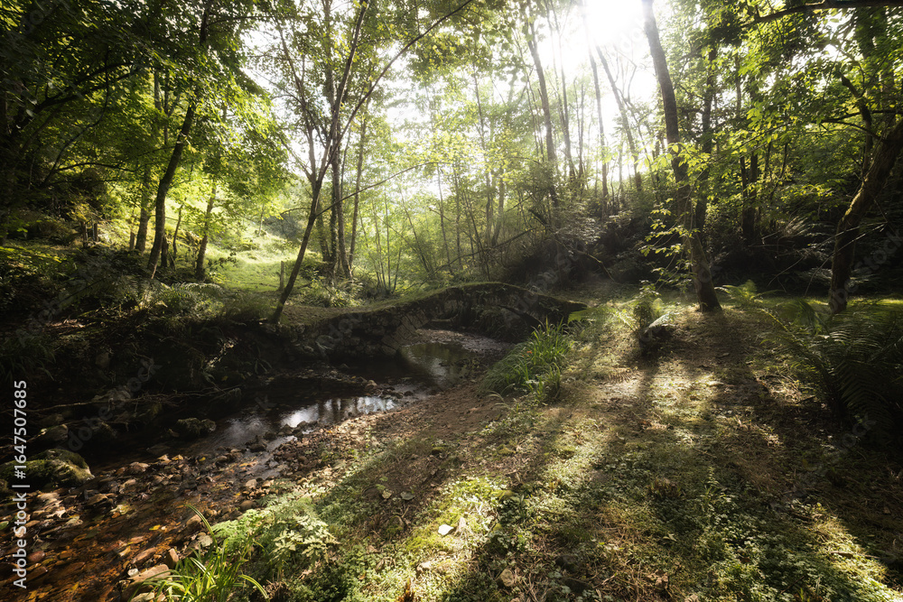 Fototapeta premium Rayos de sol alumbran el riachuelo 