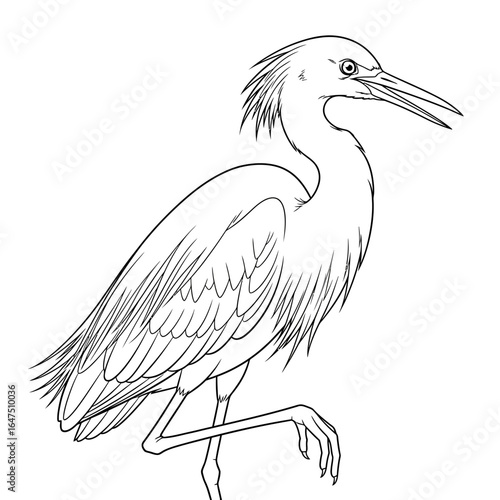 Heron Line Art: A detailed line art illustration of a majestic heron. Its elegant form is captured, ready for creative coloring.