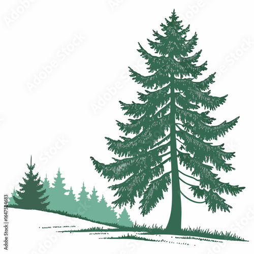 A balsam fir evergreen tree standing isolated on a clean background. This classic and realistic illustration is perfect for traditional holiday and nature-themed designs.