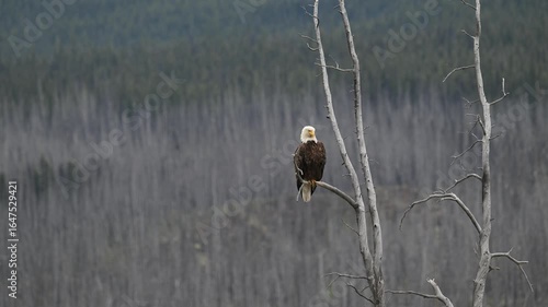 Bald eagle at its nest in the Canadian wilderness