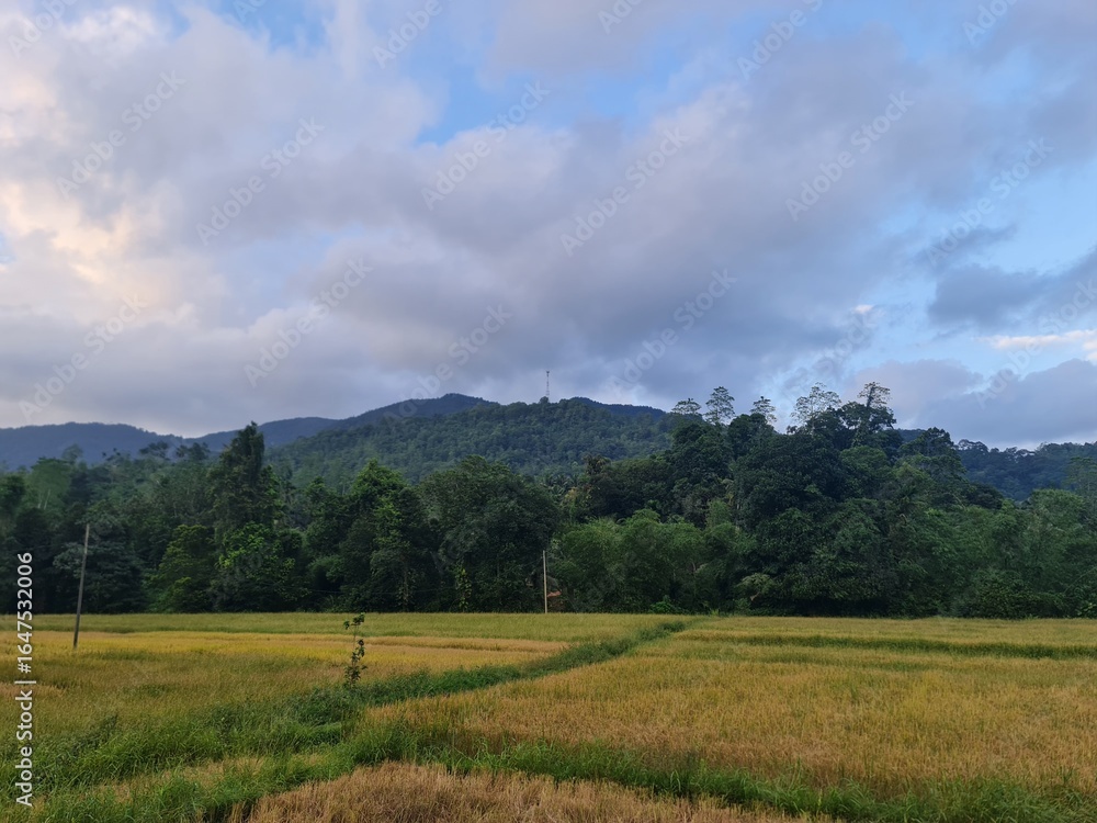 landscape with clouds, A rice Field landscape with clouds, A rice Field