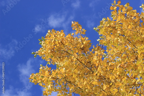Yellow poplar leaves in autumn against blue sky