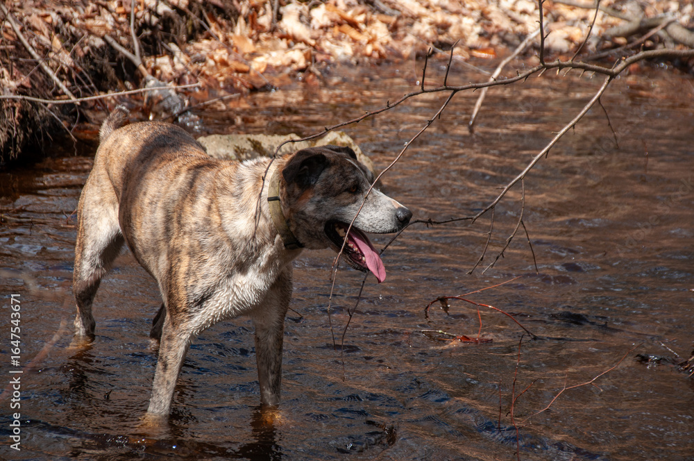 A large brindle dog standing in a shallow creek, with its mouth open and tongue out, panting. The dog is looking to the side, surrounded by branches and sunlit water. A large brindle dog standing in a shallow creek, with its mouth open and tongue out, panting. The dog is looking to the side, surrounded by branches and sunlit water.