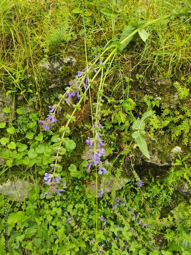 
flower on the mountain