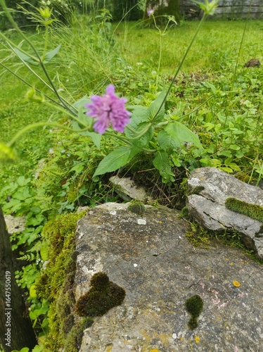 flowers on the rocks