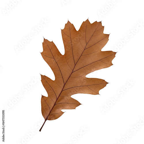 Wallpaper Mural A single dry brown oak leaf with pointed lobes and detailed intricate dark venation. Halloween PNG Transparent Torontodigital.ca