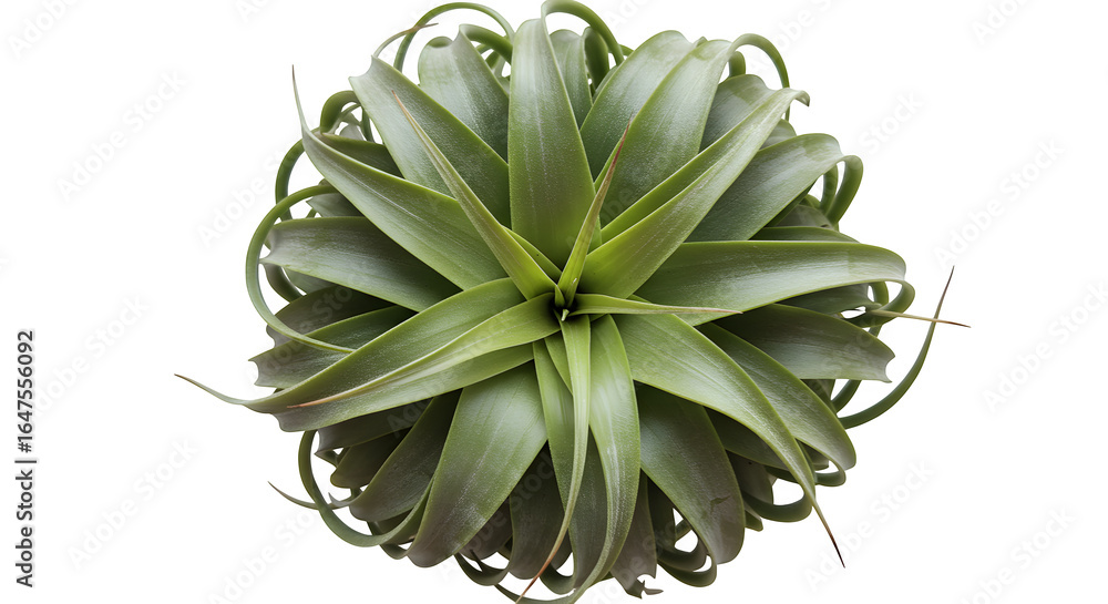 Obraz premium Green air plant showcases spiky texture on black. Ideal for product photography, clean branding, or natural posters.