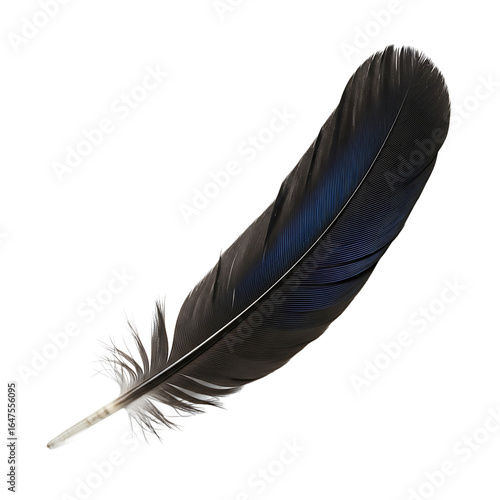 Single black bird feather with a beautiful blue iridescent sheen and fluffy base. Halloween PNG Transparent