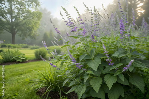 flowers in the garden