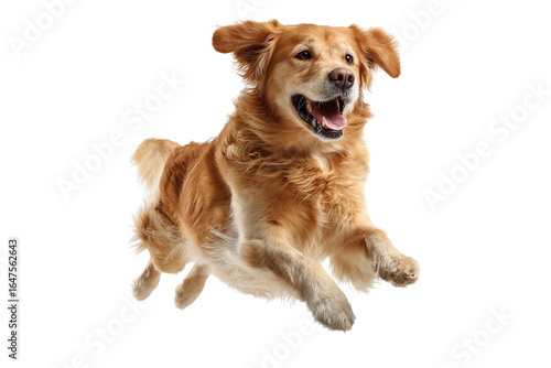 Happy golden retriever dog running fast isolated on transparent background