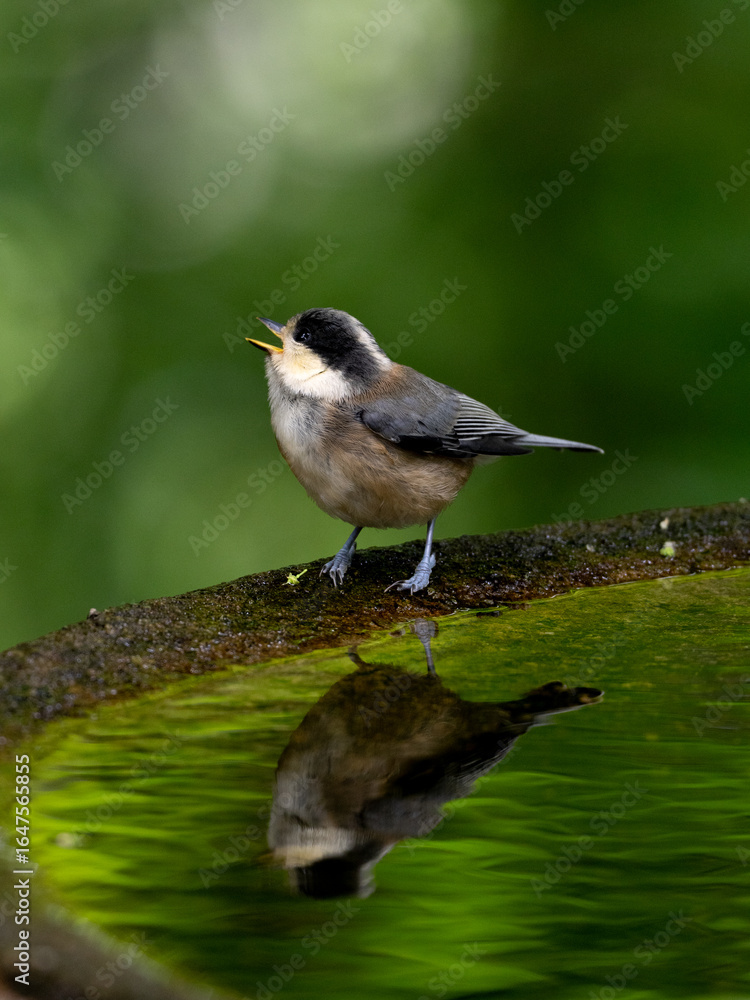 Obraz premium ヤマガラの水浴び