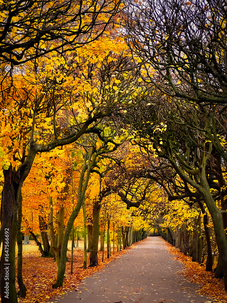 Naklejka premium Trees in autumn colors in the park.