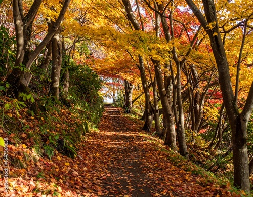 Autumnal path through colorful trees