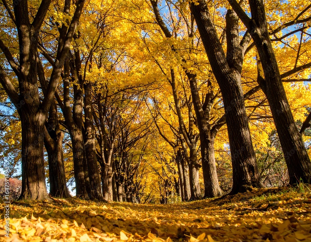 Fototapeta premium Autumnal pathway through golden trees