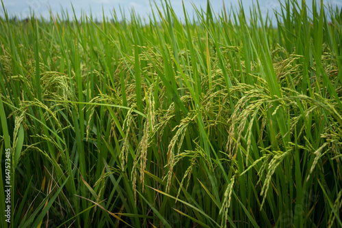 farmer hand holding wheat,rice