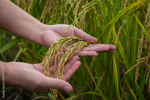 farmer hand holding wheat,rice